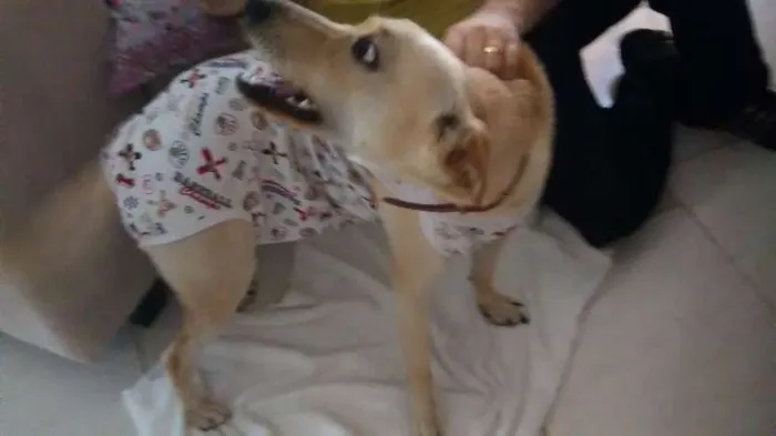 Cachorro raça Akita com vira lata idade 7 a 11 meses nome Leona