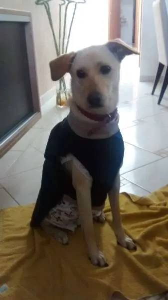 Cachorro raça Akita com vira lata idade 7 a 11 meses nome Leona