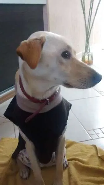 Cachorro raça Akita com vira lata idade 7 a 11 meses nome Leona