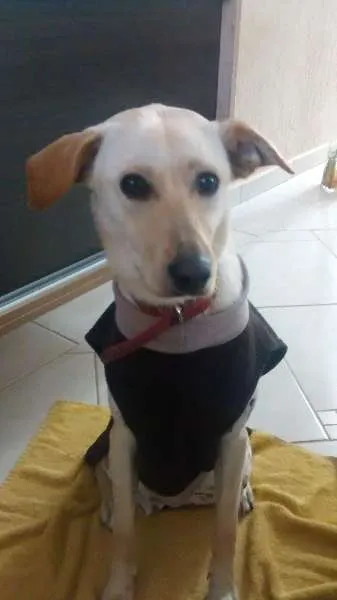 Cachorro raça Akita com vira lata idade 7 a 11 meses nome Leona