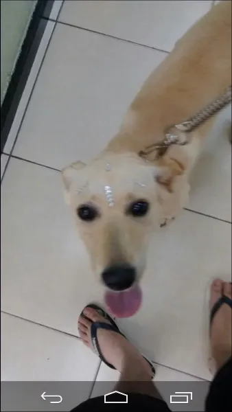 Cachorro raça Akita com vira lata idade 7 a 11 meses nome Leona