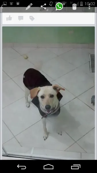 Cachorro raça Akita com vira lata idade 7 a 11 meses nome Leona