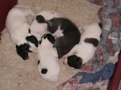 Cachorro raça Vira Lata idade Abaixo de 2 meses nome Cachorro