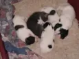 Cachorro