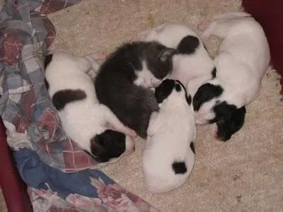 Cachorro raça Vira Lata idade Abaixo de 2 meses nome Cachorro