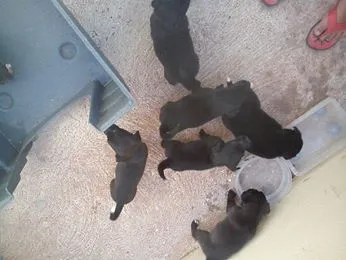 Cachorro ra a pastor preto idade Abaixo de 2 meses nome Mel