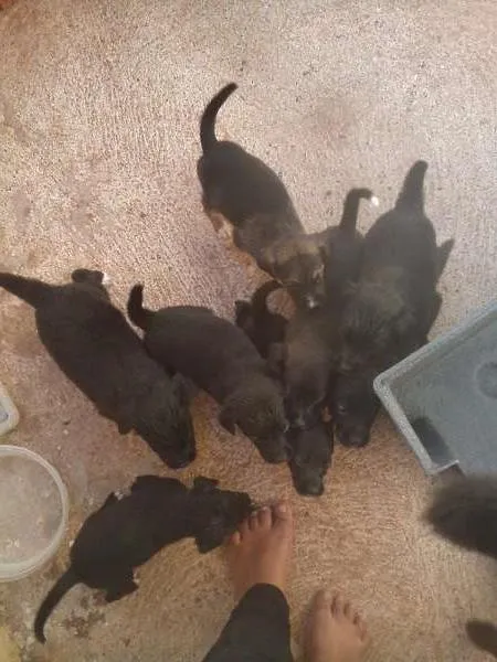 Cachorro ra a pastor preto idade Abaixo de 2 meses nome Mel