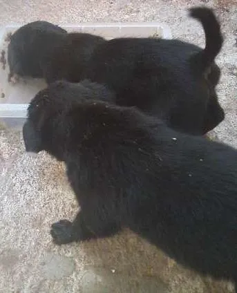 Cachorro ra a pastor preto idade Abaixo de 2 meses nome Mel