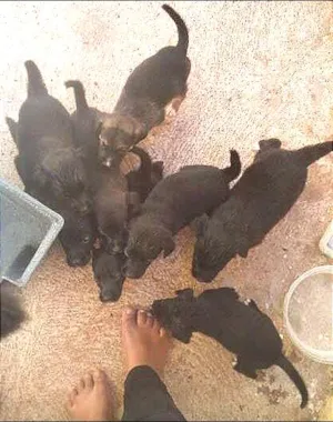Cachorro raça pastor preto idade Abaixo de 2 meses nome Mel