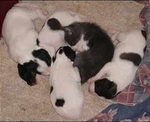 Cachorro raça Vira Lata idade Abaixo de 2 meses nome Cachorro