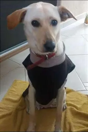 Cachorro raça Akita com vira lata idade 7 a 11 meses nome Leona