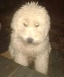 Cachorro raça Não Definido idade 1 ano nome Rex