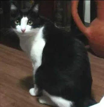 Gato ra a - idade 2 anos nome Perseu