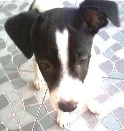 Cachorro ra a SRD idade 2 a 6 meses nome Branquinho