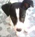Branquinho