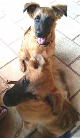 Cachorro raça Mestiça idade 2 a 6 meses nome Johana e Jéssica