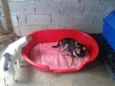 Bolinha