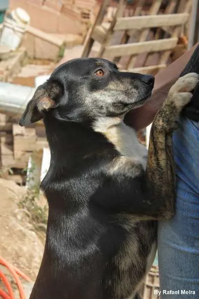 Cachorro ra a SRD idade 1 ano nome Lili