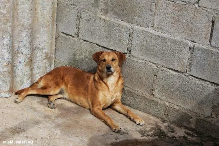 Cachorro ra a SRD idade 2 anos nome ANGELA