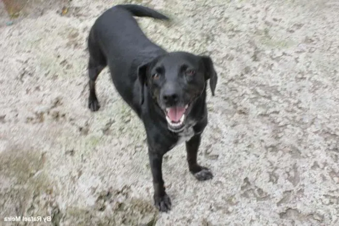 Cachorro ra a srd idade 1 ano nome Luly