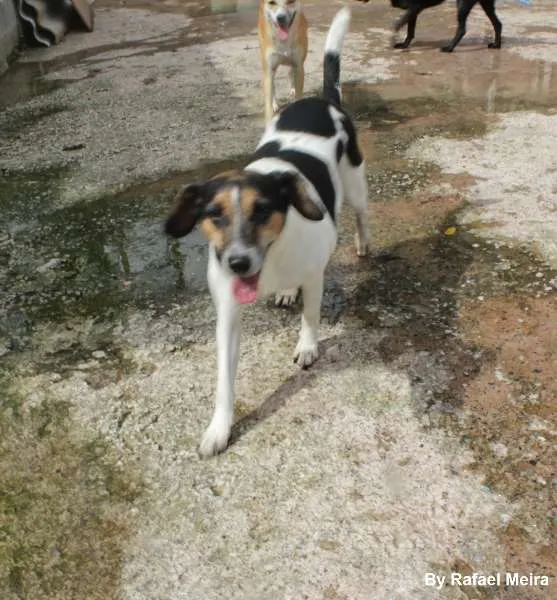 Cachorro ra a SRD idade 2 anos nome Maezinha