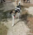 Maezinha