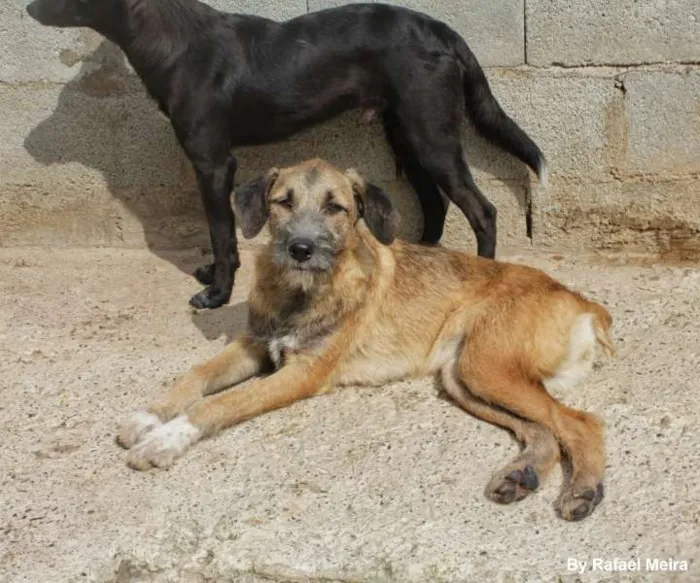 Cachorro ra a SRD idade 7 a 11 meses nome EVA