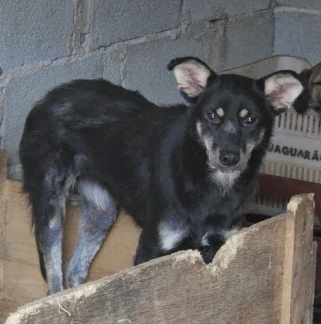 Cachorro ra a SRD idade 1 ano nome boneca