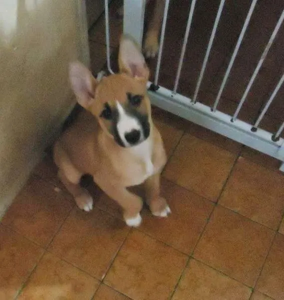 Cachorro ra a srd idade 2 a 6 meses nome uni