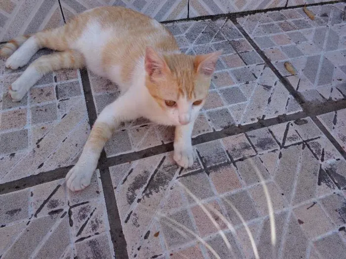 Gato ra a vira lata idade 2 a 6 meses nome Amarelinho