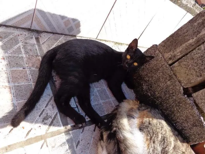 Gato ra a Vira lata idade 2 a 6 meses nome Pretinho