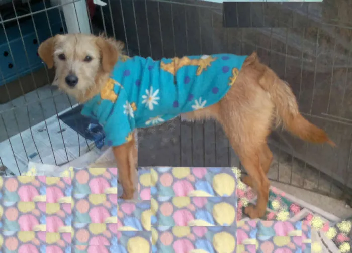 Cachorro ra a SRD idade 7 a 11 meses nome Marlei