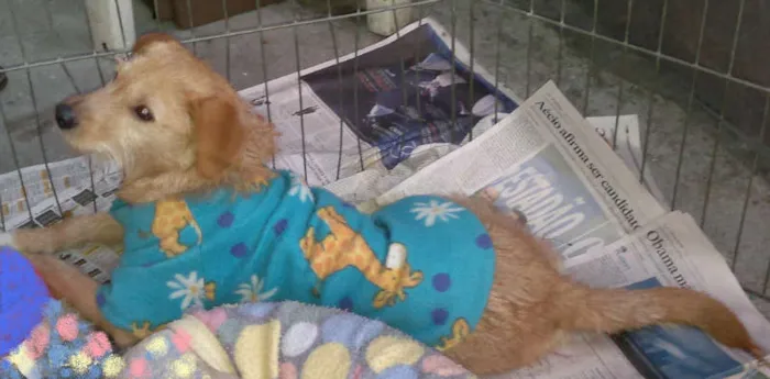Cachorro ra a SRD idade 7 a 11 meses nome Marlei