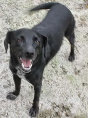 Cachorro raça srd idade 1 ano nome Luly