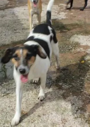 Cachorro raça SRD idade 2 anos nome Maezinha