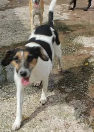 Cachorro ra a SRD idade 2 anos nome Maezinha