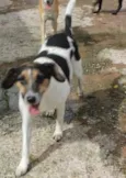 Maezinha