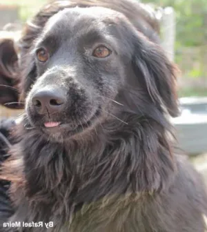 Cachorro raça SRD idade 1 ano nome SORRISO