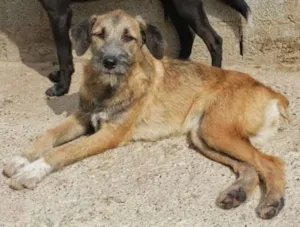 Cachorro raça SRD idade 7 a 11 meses nome EVA