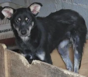 Cachorro raça SRD idade 1 ano nome boneca
