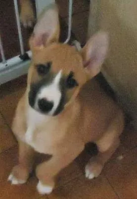 Cachorro raça srd idade 2 a 6 meses nome uni
