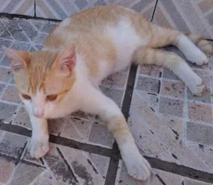 Gato raça vira lata idade 2 a 6 meses nome Amarelinho