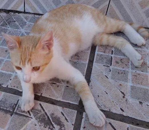 Gato ra a vira lata idade 2 a 6 meses nome Amarelinho
