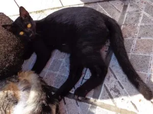 Gato raça Vira lata idade 2 a 6 meses nome Pretinho