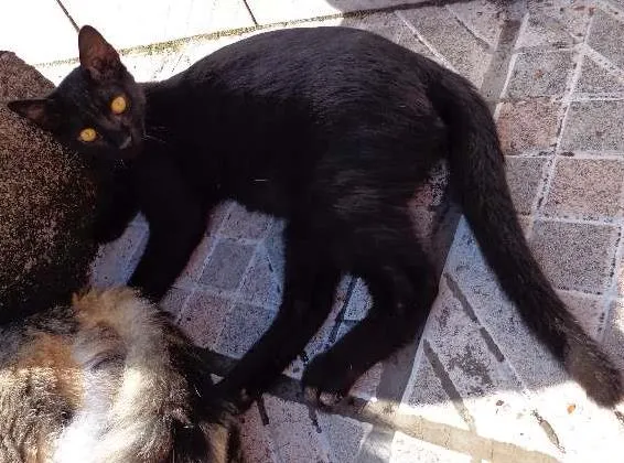 Gato ra a Vira lata idade 2 a 6 meses nome Pretinho