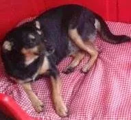 Cachorro ra a SRD idade 1 ano nome Bolinha