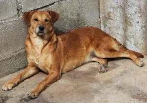 Cachorro raça SRD idade 2 anos nome ANGELA