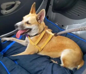Cachorro raça SRD idade 1 ano nome Berenice