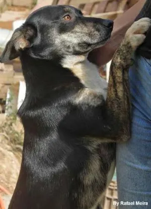 Cachorro raça SRD idade 1 ano nome Lili