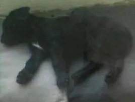 Cachorro raça SRD idade 2 a 6 meses nome scoob